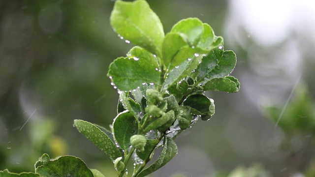 雨水落在新鲜的卡菲尔酸橙上视频素材