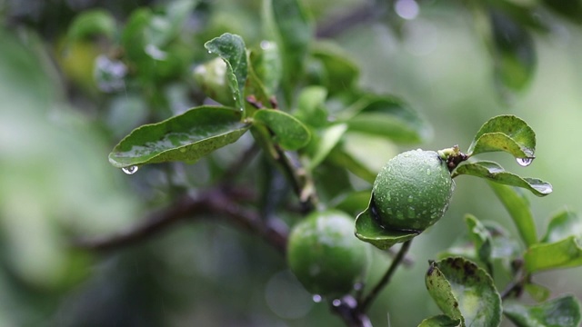 雨水落在新鲜的卡菲尔酸橙上视频素材