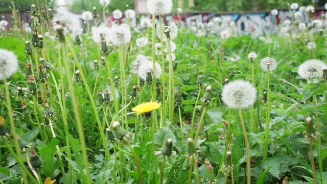 走过蒲公英草地，低视角视频素材