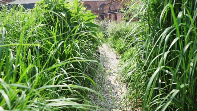 沿着一条穿过高大的绿草和草本植物的小路慢慢地走着视频素材