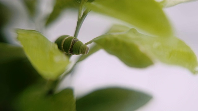 特写:绿虫或毛毛虫虫或水蚤虫在绿叶上吃着，慢慢移动着。视频素材