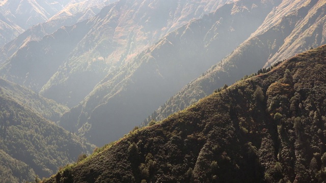 浓密和深的森林山谷在反向光背光视频下载