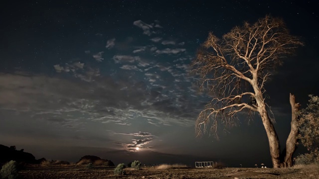 干树在夜晚的背景下的夜空和移动的云视频素材