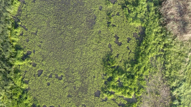 俯视图湿地风景，绿色沼泽和植被在夏季视频素材