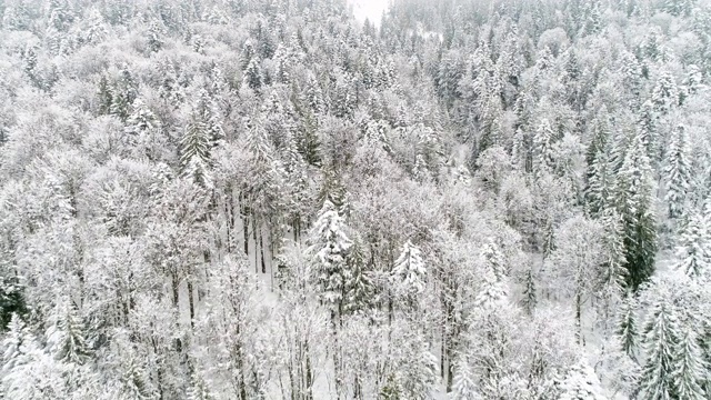 飞越乌克兰冬季森林，空中鸟瞰图视频素材