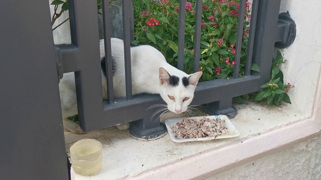 猫吃着人们带来的食物视频下载