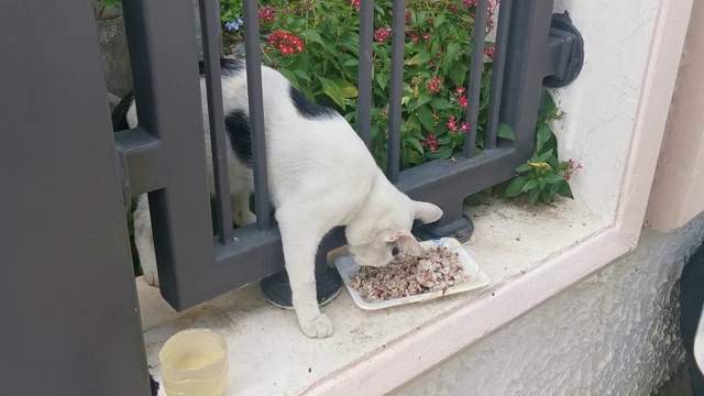 猫吃着人们带来的食物视频下载