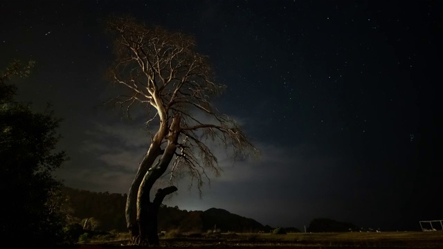 干树在夜晚的背景下的夜空和移动的云视频素材