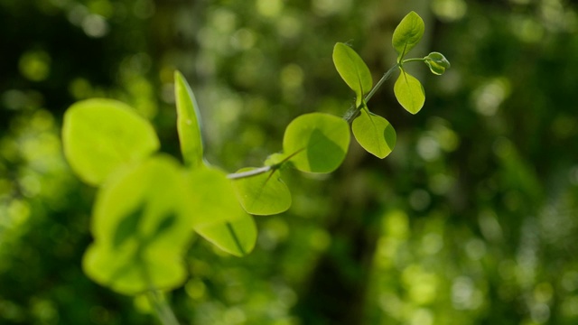 春天植物叶子的特写视频素材