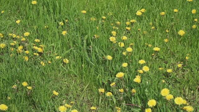 草坪上盛开的蒲公英视频素材