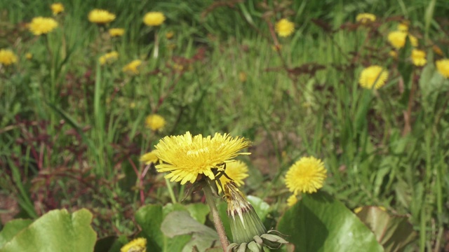 蒲公英背部的花视频素材