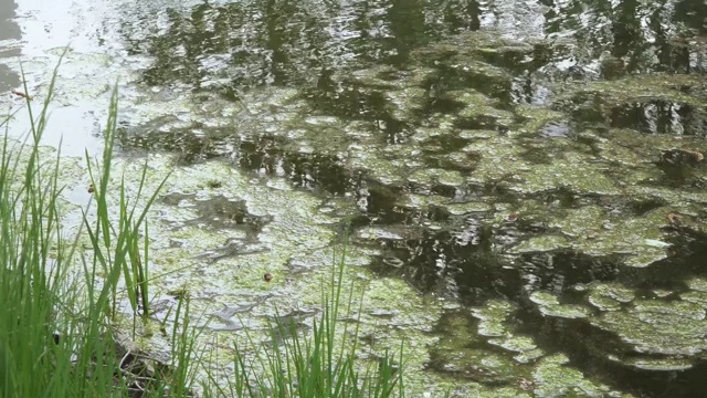 浮萍和藻类视频素材