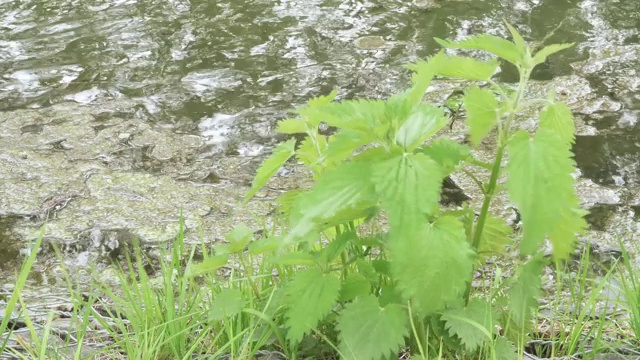 背部有荨麻丛视频素材