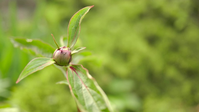 花园里的花蕾是粉红色的牡丹。绿色的树叶。视频素材