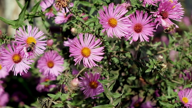 蜜蜂在粉红色的花朵上采集花粉。视频素材