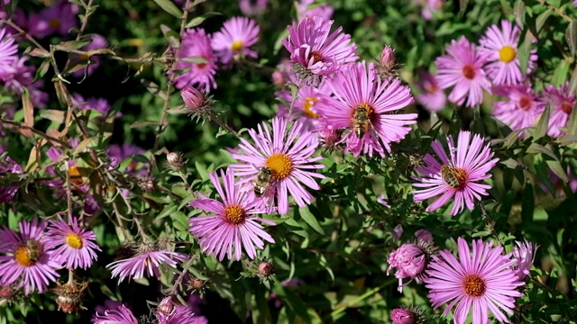 蜜蜂在粉红色的花朵上采集花粉。视频素材