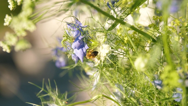 蜜蜂在花视频素材