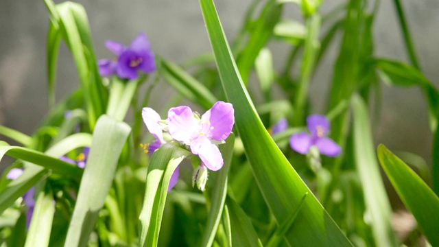 花园里的特拉斯坎蒂。晴天，风吹得紫花沙沙作响。视频素材