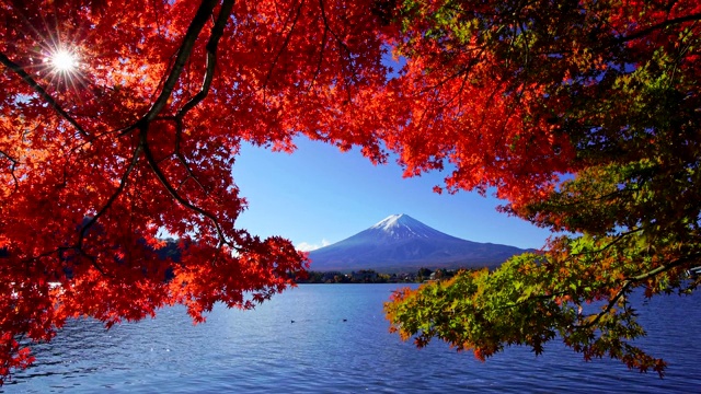 日本川口湖富士山秋日红枫视频素材