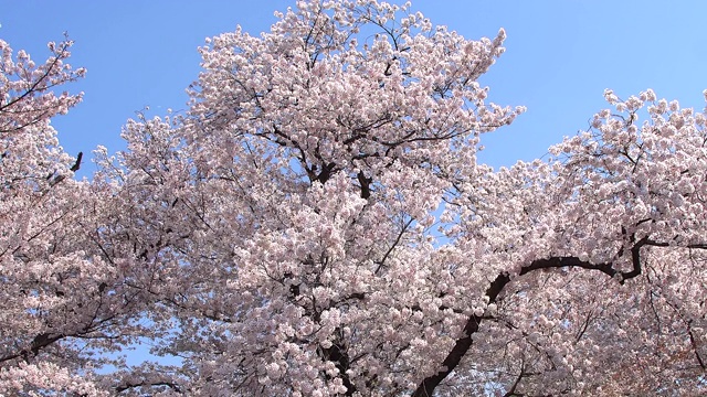 日本东京的樱花视频素材