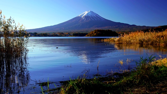 富士山与草地前景，川口湖，日本视频素材