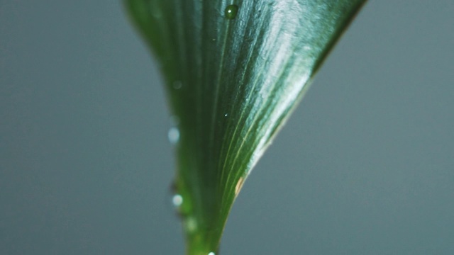 水滴在绿叶上的特写视频素材