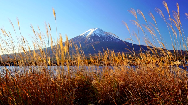 富士山与草地前景，川口湖，日本视频素材