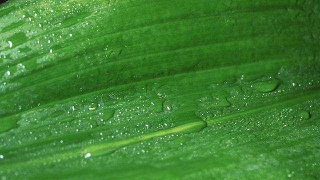 水滴在绿叶上的特写视频素材