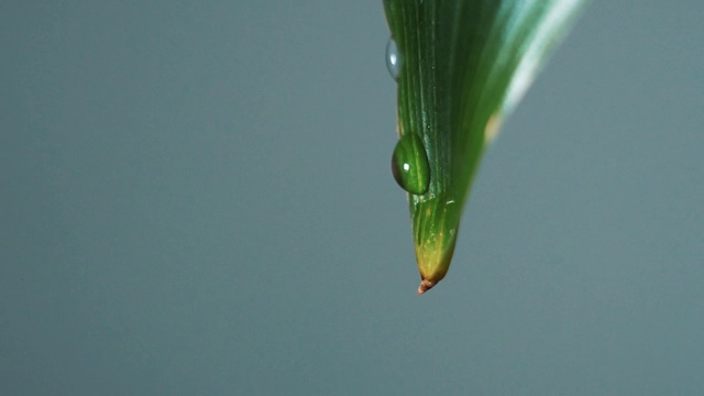 水滴在绿叶上的特写视频素材