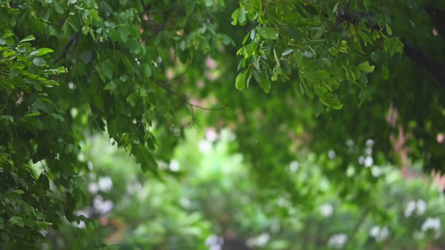 雨和风吹绿树在白天的时间视频素材