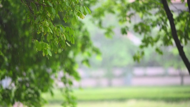 雨和风吹绿树在白天的时间视频素材