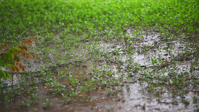 雨和风吹绿树在白天的时间视频素材