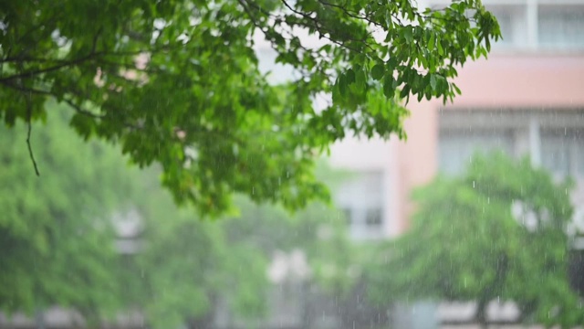 雨和风吹绿树在白天的时间视频素材