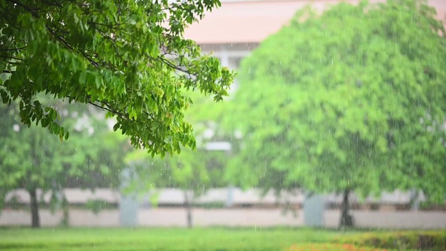 雨和风吹绿树在白天的时间视频素材