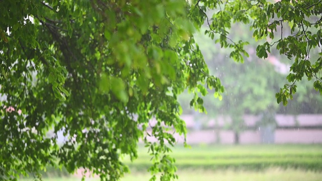 雨和风吹绿树在白天的时间视频素材