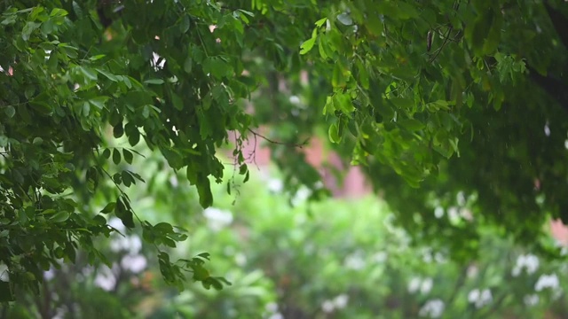 雨和风吹绿树在白天的时间视频素材