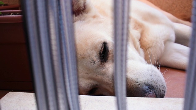 一只拉布拉多犬在阳台的地板上休息视频素材