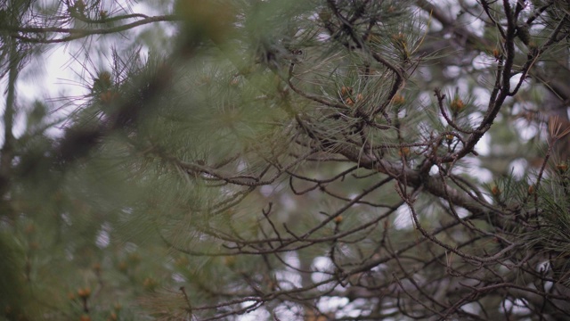 森林里，松枝上的背景树模糊了。柔焦，特写视频素材