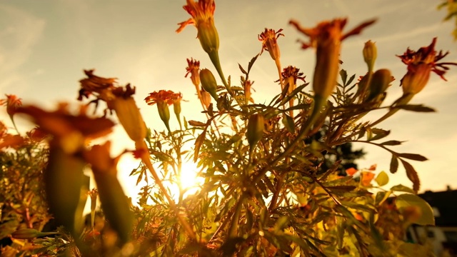 美丽的金盏花在晚夏光的特写视频素材