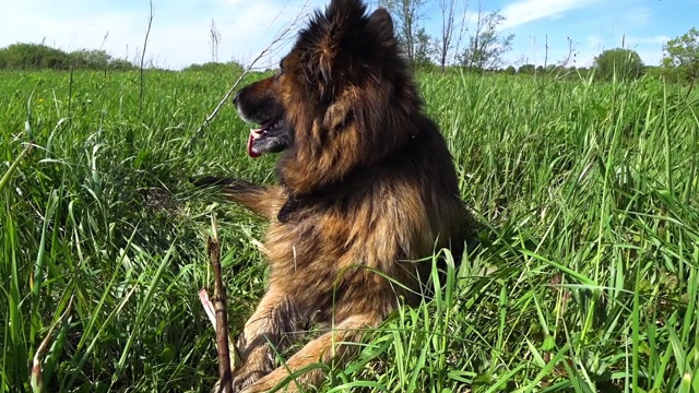 德国牧羊犬躺在绿草地上视频素材