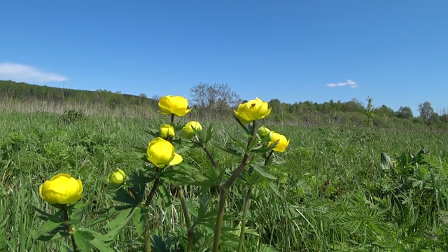 黄花:金银花。视频素材