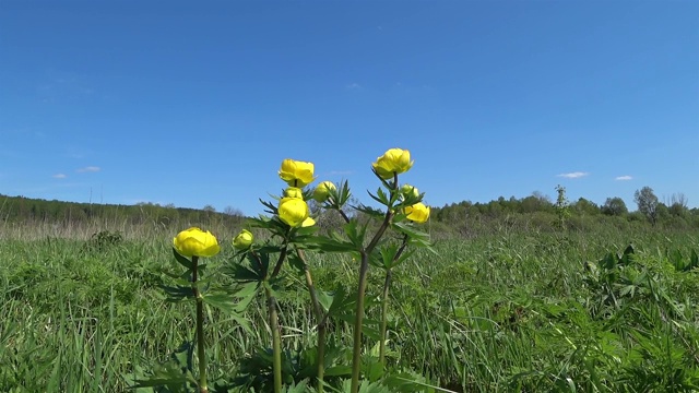 黄花:金银花。视频素材