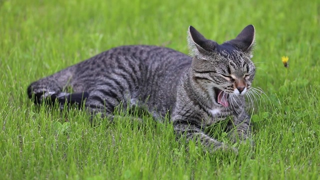 猫躺在绿色的草坪上。环顾四周，打呵欠视频素材