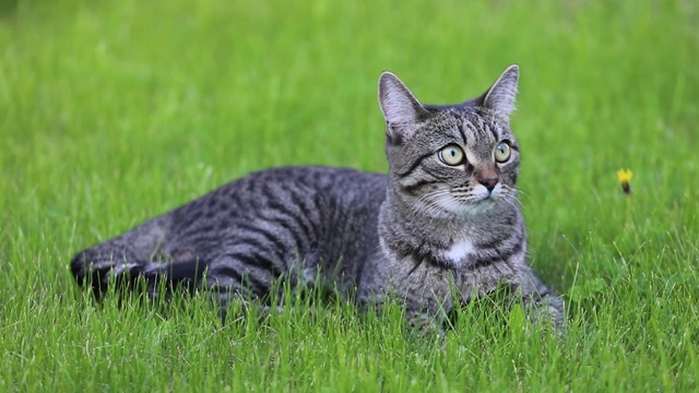 猫躺在绿色的草坪上。环顾四周，打呵欠视频素材