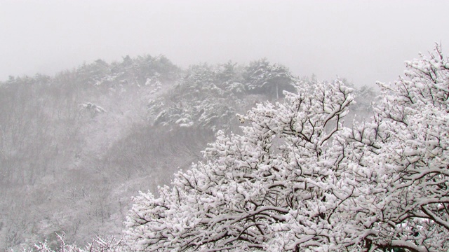 树枝上的冬雪/全罗南道顺天寺，韩国视频素材