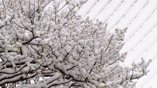 树枝上的冬雪/全罗南道顺天寺，韩国视频素材