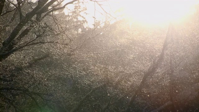 冬季暴风雪/全罗南道顺天寺，韩国视频素材