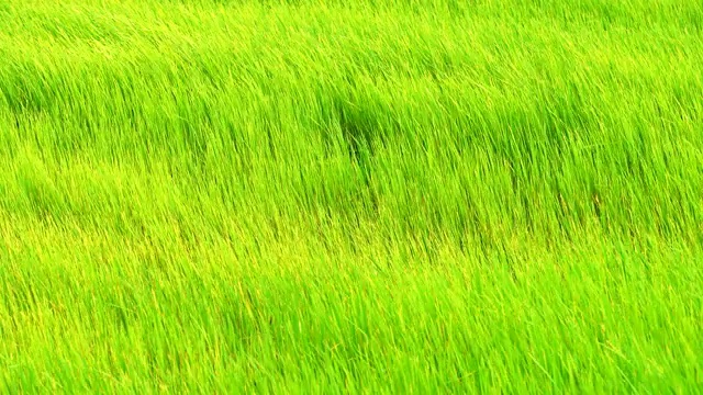 绿草如茵的草地在微风吹拂的田园风光中白天的时光视频素材