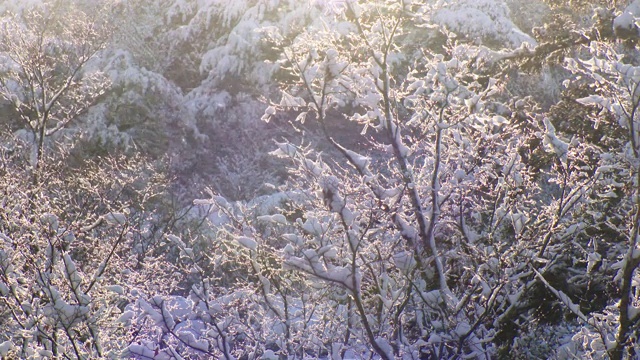 树枝上的冬雪/全罗南道顺天寺，韩国视频素材