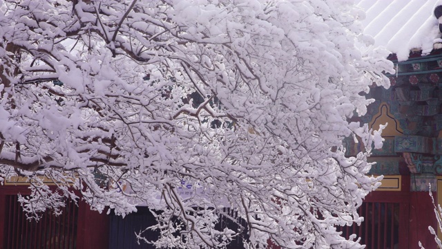 韩国全罗南道，若溪山/顺天溪松光沙寺树枝上的冬雪视频素材